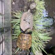 ヒメ日記 2025/07/30 06:46 投稿 すず かりんと神田