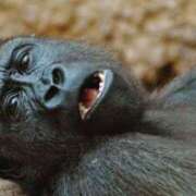 ヒメ日記 2025/03/08 06:42 投稿 なおみ　奥様 SUTEKIな奥様は好きですか?