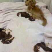 ヒメ日記 2025/11/20 15:35 投稿 立花さや ウルトラセレクション