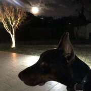 ヒメ日記 2025/04/11 20:58 投稿 れんか 福生デリ倶楽部