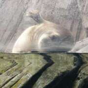 ヒメ日記 2025/03/21 20:03 投稿 まさみ　奥様 SUTEKIな奥様は好きですか?