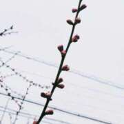 ヒメ日記 2025/03/24 12:49 投稿 まさみ　奥様 SUTEKIな奥様は好きですか?