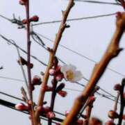 ヒメ日記 2025/03/25 17:27 投稿 まさみ　奥様 SUTEKIな奥様は好きですか?