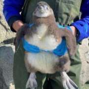 ヒメ日記 2025/04/13 08:48 投稿 まさみ　奥様 SUTEKIな奥様は好きですか?