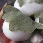 ヒメ日記 2025/05/05 23:33 投稿 まさみ　奥様 SUTEKIな奥様は好きですか?