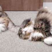 ヒメ日記 2025/06/06 05:18 投稿 まさみ　奥様 SUTEKIな奥様は好きですか?