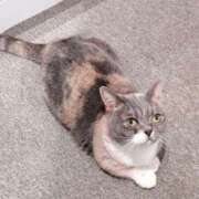 ヒメ日記 2025/06/20 09:12 投稿 まさみ　奥様 SUTEKIな奥様は好きですか?