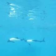 ヒメ日記 2025/07/18 08:33 投稿 まさみ　奥様 SUTEKIな奥様は好きですか?