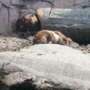 ヒメ日記 2025/08/15 05:48 投稿 まさみ　奥様 SUTEKIな奥様は好きですか?