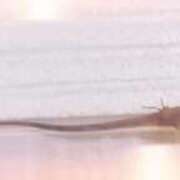 ヒメ日記 2025/10/04 11:33 投稿 まさみ　奥様 SUTEKIな奥様は好きですか?