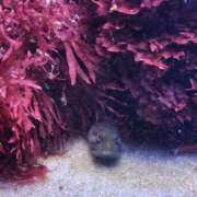 ヒメ日記 2026/03/17 14:18 投稿 まさみ　奥様 SUTEKIな奥様は好きですか?