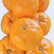 ヒメ日記 2026/03/20 10:48 投稿 まさみ　奥様 SUTEKIな奥様は好きですか?