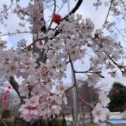 ヒメ日記 2025/04/15 18:04 投稿 ましろ　奥様 SUTEKIな奥様は好きですか?