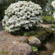 ヒメ日記 2025/05/09 00:03 投稿 ましろ　奥様 SUTEKIな奥様は好きですか?