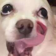 ヒメ日記 2025/06/26 19:21 投稿 ましろ　奥様 SUTEKIな奥様は好きですか?