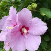 ヒメ日記 2025/07/15 20:54 投稿 ましろ　奥様 SUTEKIな奥様は好きですか?