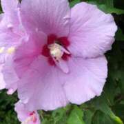 ヒメ日記 2025/07/15 21:04 投稿 ましろ　奥様 SUTEKIな奥様は好きですか?