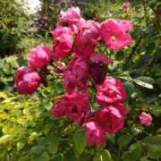 ヒメ日記 2025/08/05 19:57 投稿 ましろ　奥様 SUTEKIな奥様は好きですか?