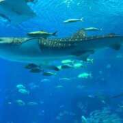 ヒメ日記 2025/09/22 21:27 投稿 伊敷 ほまれ HANA-okinawa-