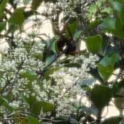 りの :)💜 秘密倶楽部 凛 船橋本店