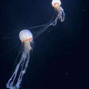 ヒメ日記 2026/01/02 22:32 投稿 りの 秘密倶楽部 凛 船橋本店