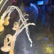 ヒメ日記 2025/10/02 18:45 投稿 三波めい 錦糸町アロマエステ ゆめここ-yumecoco-