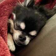 ヒメ日記 2025/09/17 12:49 投稿 愛(あい) チューリップ宇都宮店