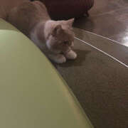 ヒメ日記 2025/03/05 18:23 投稿 める ∞ (はっち)