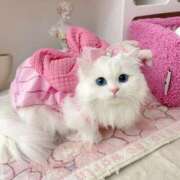 ヒメ日記 2025/02/17 15:29 投稿 あやめ【G乳天然激カワ美女】 STELLA TOKYO－ステラトウキョウ－