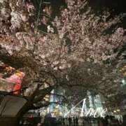 ヒメ日記 2026/03/25 09:23 投稿 あめ 吉原ファーストレディ