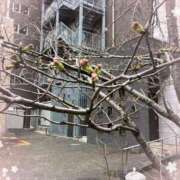 ヒメ日記 2025/04/07 09:53 投稿 彩月灯(あると) 人妻・熟女特急新潟店