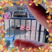 ヒメ日記 2026/10/10 12:23 投稿 彩月灯(あると) 人妻・熟女特急新潟店