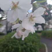 ヒメ日記 2025/03/30 10:18 投稿 あゆこ　奥様 SUTEKIな奥様は好きですか?