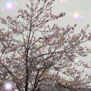 ヒメ日記 2025/04/03 10:35 投稿 ゆな 横浜ひよこ倶楽部