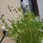 ヒメ日記 2025/05/05 09:18 投稿 まひろ　奥様 SUTEKIな奥様は好きですか?