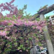 ヒメ日記 2025/03/27 14:20 投稿 夏川 熟女の風俗最終章　鶯谷店