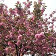 ヒメ日記 2025/04/26 20:05 投稿 夏川 熟女の風俗最終章　鶯谷店