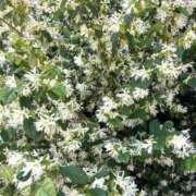 ヒメ日記 2025/04/27 00:16 投稿 夏川 熟女の風俗最終章　鶯谷店