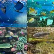 ヒメ日記 2025/03/20 19:54 投稿 マリ 金瓶梅(きんぺいぱい)(雄琴)