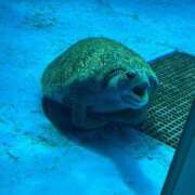 ヒメ日記 2025/03/21 20:54 投稿 マリ 金瓶梅(きんぺいぱい)(雄琴)