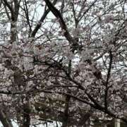 ヒメ日記 2025/04/05 16:44 投稿 マリ 金瓶梅(きんぺいぱい)(雄琴)