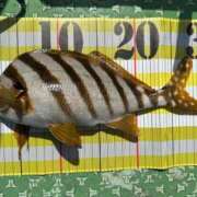 ヒメ日記 2025/04/19 13:44 投稿 マリ 金瓶梅(きんぺいぱい)(雄琴)