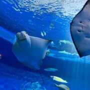 ヒメ日記 2025/06/06 21:30 投稿 マリ 金瓶梅(きんぺいぱい)(雄琴)