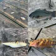 ヒメ日記 2025/06/12 16:55 投稿 マリ 金瓶梅(きんぺいぱい)(雄琴)