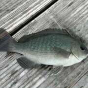 ヒメ日記 2025/06/28 19:05 投稿 マリ 金瓶梅(きんぺいぱい)(雄琴)