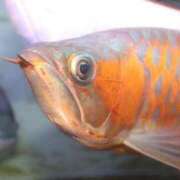 ヒメ日記 2025/07/29 13:14 投稿 マリ 金瓶梅(きんぺいぱい)(雄琴)