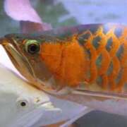 ヒメ日記 2025/08/05 17:38 投稿 マリ 金瓶梅(きんぺいぱい)(雄琴)