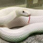 ヒメ日記 2025/08/05 20:04 投稿 マリ 金瓶梅(きんぺいぱい)(雄琴)