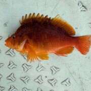 ヒメ日記 2025/08/15 12:24 投稿 マリ 金瓶梅(きんぺいぱい)(雄琴)