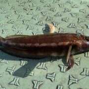 ヒメ日記 2025/08/15 13:12 投稿 マリ 金瓶梅(きんぺいぱい)(雄琴)